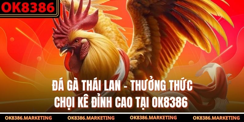Đá Gà Thái Lan - Thưởng Thức Chọi Kê Đỉnh Cao Tại OK8386