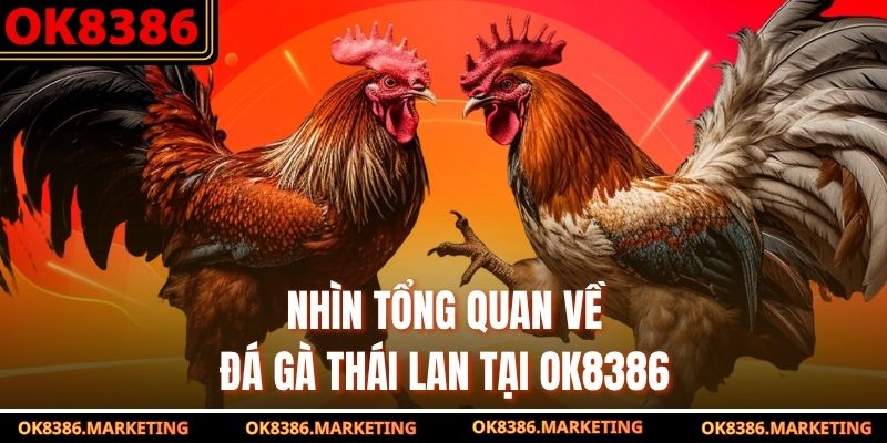 Nhìn tổng quan về đá gà Thái Lan tại OK8386